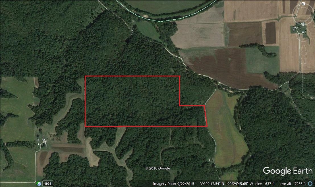 Big Timber Along Macoupin Creek