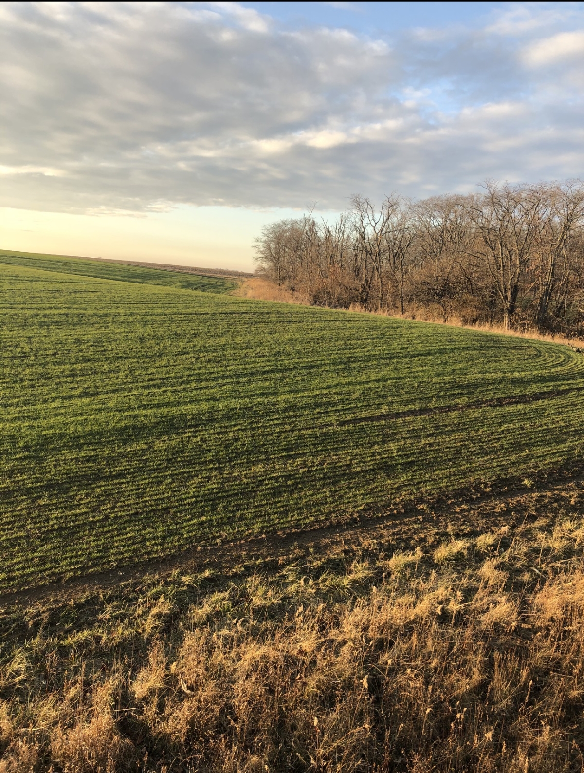 78 Acres For Sale In Adams County, Illinois