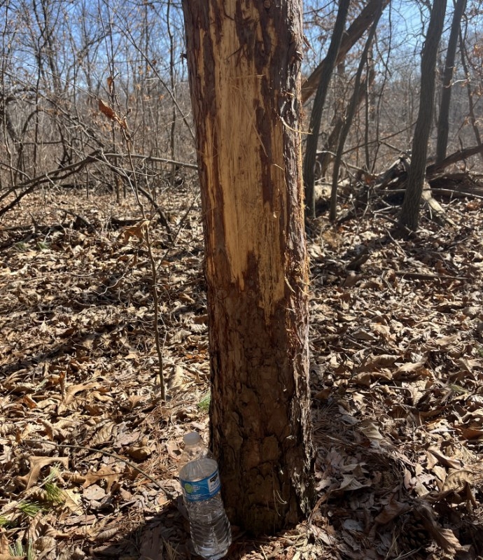 283 Acres For Sale In Brown County, Illinois